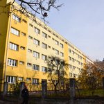 Gallery image of Green Fox